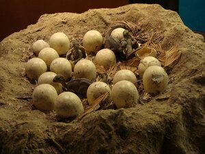 Hadrosaur nest reconstruction, by Drow male